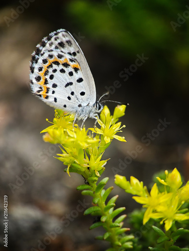 Small Blue Butterfly Resting on Bright Yellow Sedum Flowers