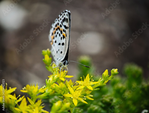 Common Pierrot Butterfly Resting on Yellow Sedum Flowers