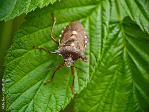 Close-up of a Pentatomidae Stink Bug on a Green Leaf
