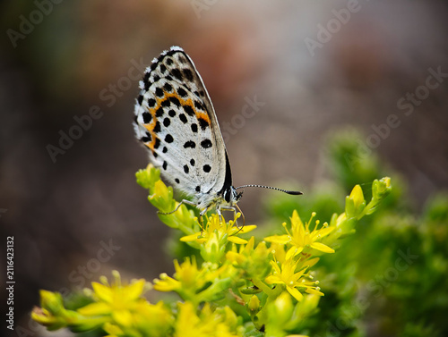Macro Shot of a Dotted Butterfly on Yellow Sedum Flowers