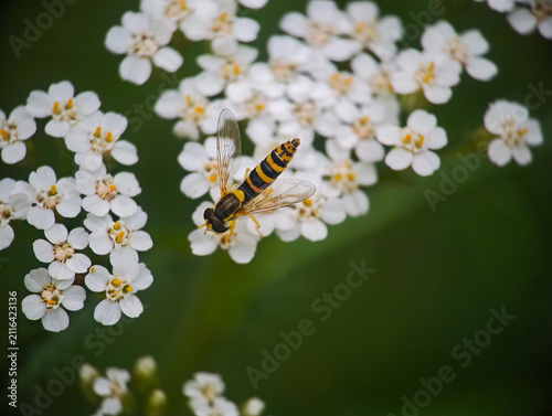 Hoverfly Perched on White Yarrow Flowers