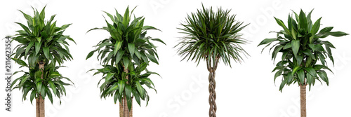 Collection of four different potted houseplants on white background with potted plants indoor plants tall plant bushy plant pots houseplants botanical arrangement collection decoration