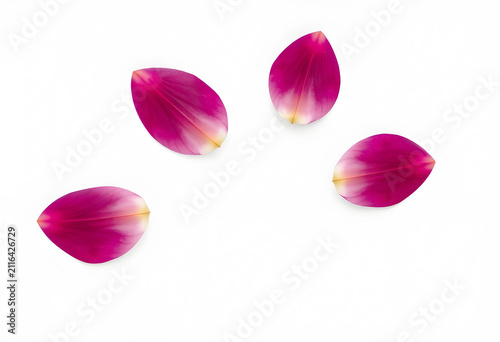 Four fuchsia and yellow flo...