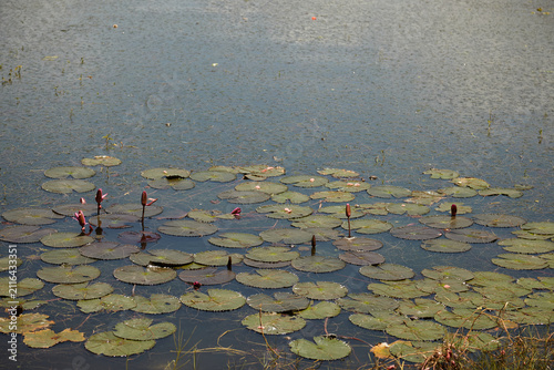 Obraz na płótnie water lily in the pond