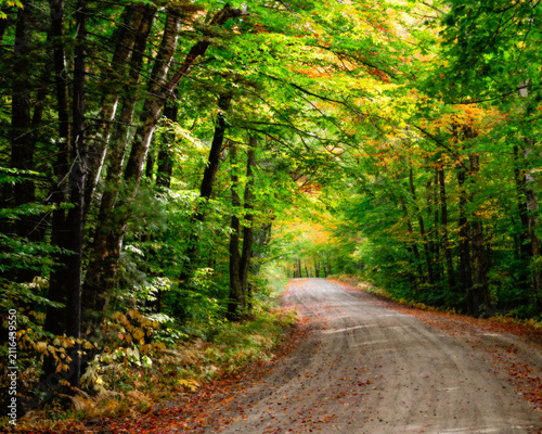 Autumn forest road, nature path with fall foliage and green trees