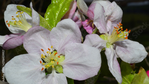 Konstfotografi The ever-beautiful blossoms of an apple tree, with their colourful anthers at the tips of the stamens
