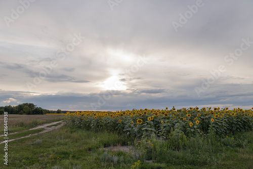 Beautiful blooming sunflowers field under a dramatic cloudy sky at sunset. Rural landscape with yellow flowers in summer nature.