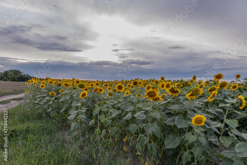 Beautiful blooming sunflowers field under a dramatic cloudy sky at sunset. Rural landscape with yellow flowers in summer nature.