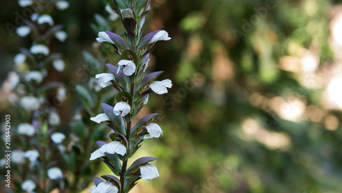 Bild auf Leinwand Acanthus mollis Single Flower Spike — Bear's Breeches White Blooms and Purple Br
