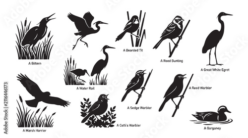 Marshland birds vector silhouette collection featuring bittern egret heron and warbler species.