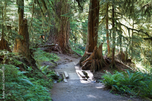 Картината върху платно Lush Temperate Rainforest Hiking Trail with Wooden Footbridge in Olympic National Park, Washington State, USA