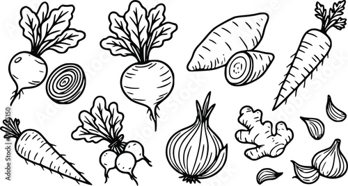 Set of hand drawn root vegetables including carrots beets turnips onions garlic and ginger in a simple black and white line art sketch style