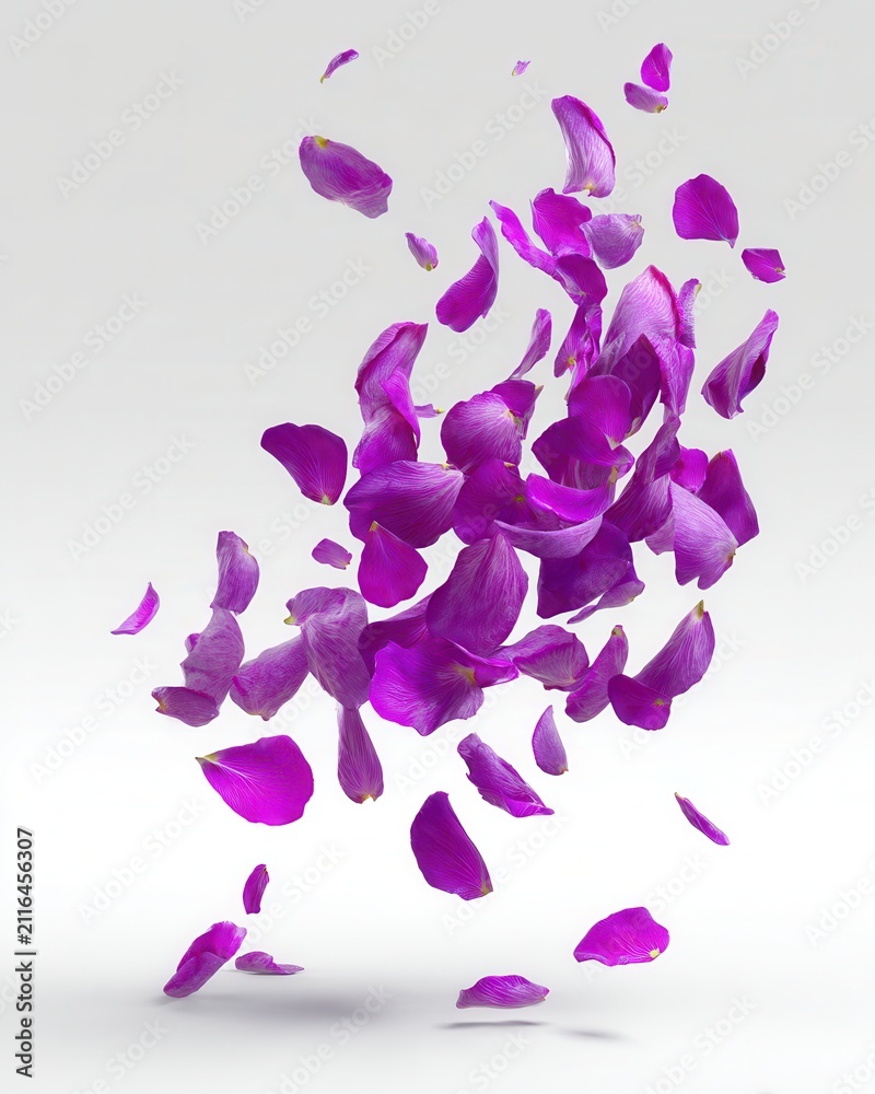 Obraz premium Purple flower petals falling in studio shot on white background with soft shadows for romantic or spa concept