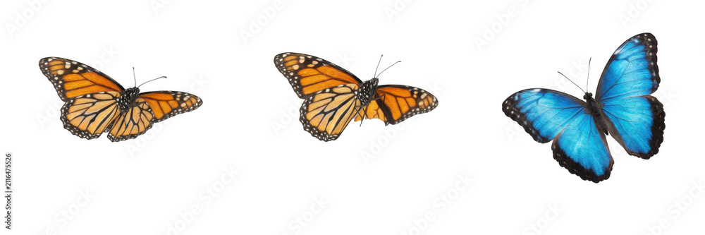 Fototapeta premium Beautiful Orange Monarch Butterflies and Vibrant Blue Morpho Butterfly Flying Isolated on White Background PNG Collection for Spring Insect Graphic Design, Wildlife Illustration, and Commercial Stock