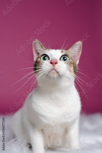 White and calico cat looking up curiously against magenta background