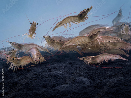 Several white shrimp are on the sea bottom and swimming underwater.