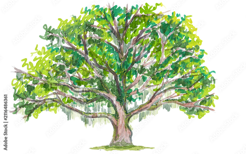 Obraz premium tree with green leaves