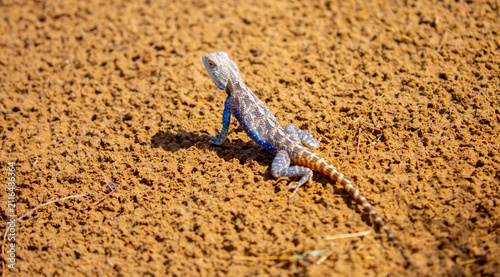 фотографія The blue agama sits in ambush on sand and branches and hunts for insects