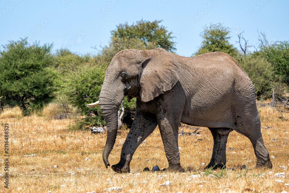 Fototapeta premium Elephant bull in Etosha. Elephant bulls are often seen in Etosha National Park (Land of giants) in Namibia before or after visiting a waterhole.
