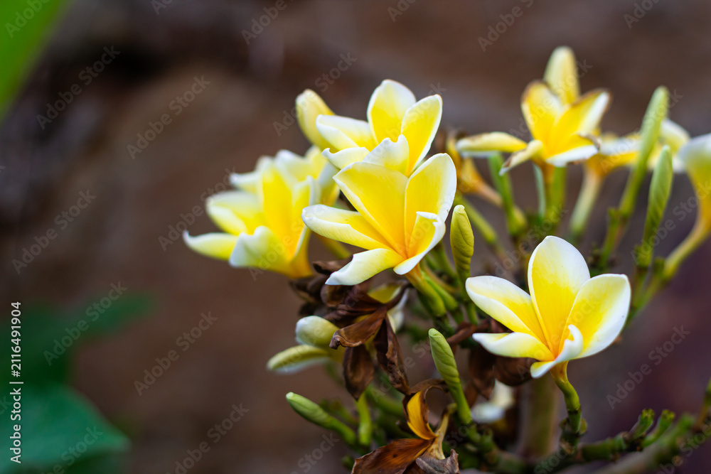 Obraz premium Close Up Yellow White Frangipani Plumeria Flowers Blooming in Tropical Garden