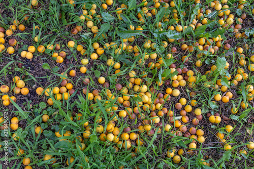 Konstfotografi Ripened yellow mirabelle plums fallen on natural green grass ground