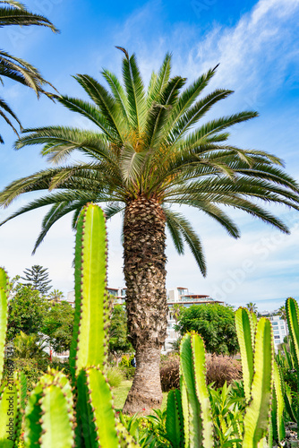 A park with tropical palm tree and columnar cacti cactus along the Pacific coastline in Barranco, Lima