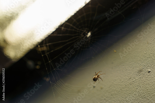 Fotografía Macro shot of a small spider suspended on its intricate, delicate silk web in a