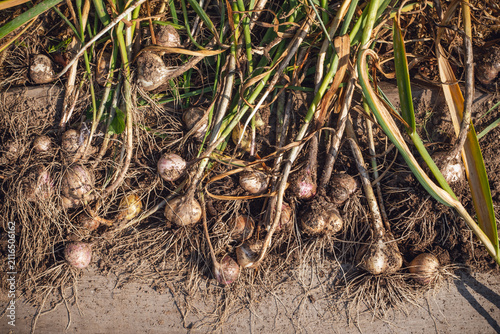 Картината върху платно Freshly harvested garlic bulbs drying on the ground after harvest
