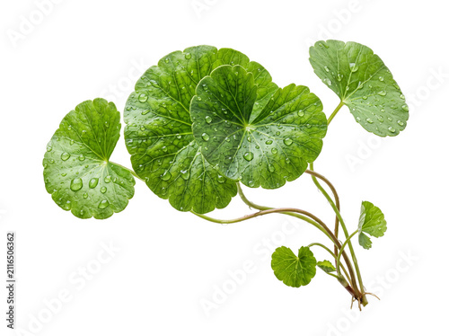 Fresh Centella Asiatica Leaves with Water Drops Gotu Kola Herb Plant Isolated on Transparent Background