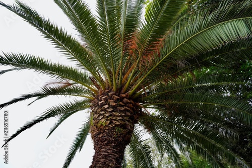 Palm Tree Crown With Green Fronds From Low Angle