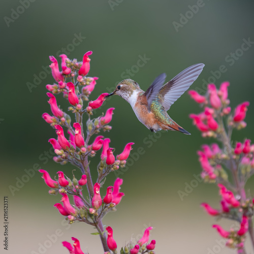 Rufous hummingbird feeding on Redbirds in a Tree blooms, Hesperus, Colorado, USA