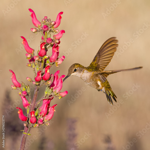 Anna's hummingbird feeding on Redbirds in a Tree blooms, Hesperus, Colorado, USA