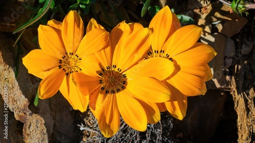 Yellow Gazania (Gazania rigens) flowers. 