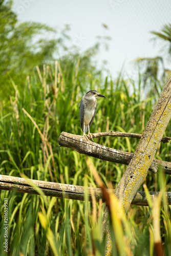 Canvastavla Bihoreau gris (Nycticorax nycticorax) posé sur une branche, mettant en valeur son plumage contrasté, son regard attentif et les caractéristiques de ce héron nocturne