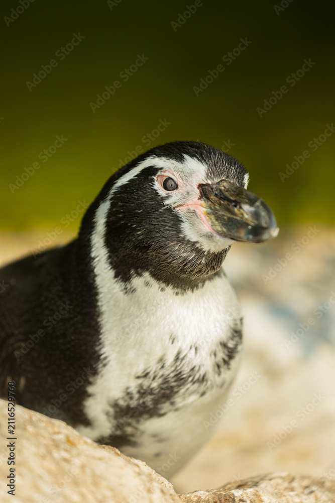 Fototapeta premium Portrait rapproché d'un manchot, mettant en valeur son regard expressif, les détails de son plumage et les caractéristiques uniques de cet oiseau marin.