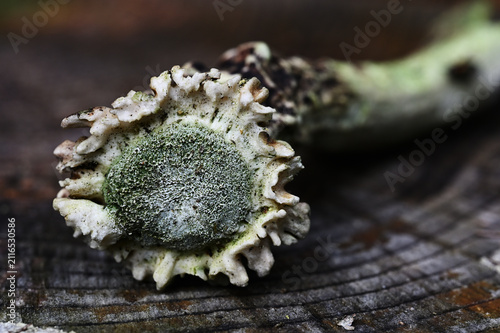 A close-up macro photograph of a cut reindeer antler resting on a weathered tree stump.