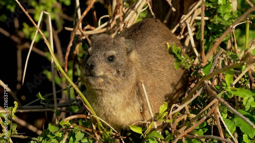 Wildlife video of a rock hyrax (Procavia capensis), also known as a Cape hyrax or dassie, sitting in a tree and feeding on vegetation at Boulders Beach near Simon's Town, South Africa