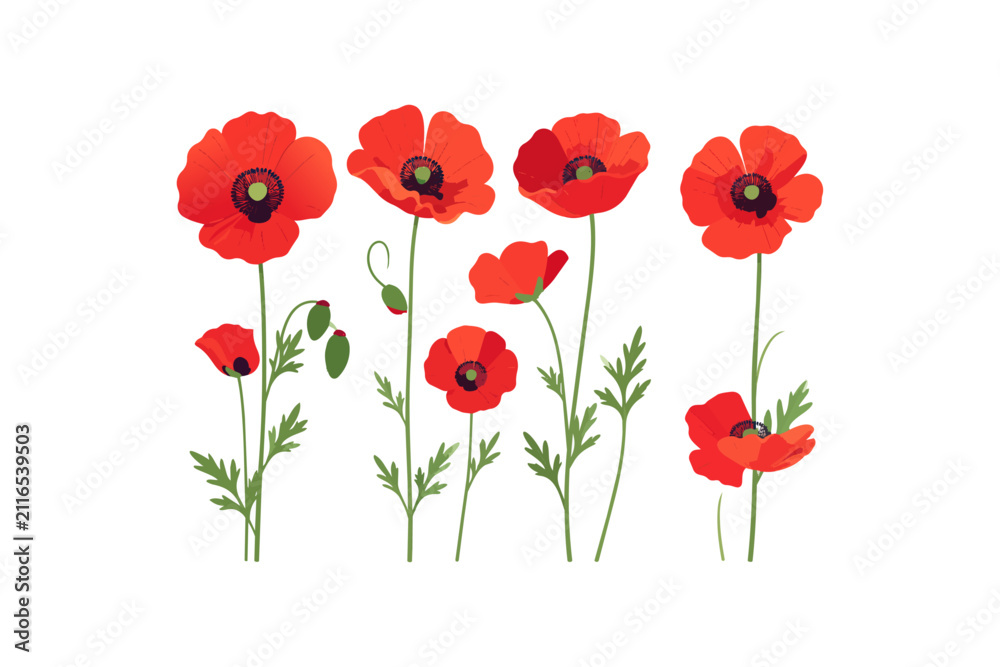 Obraz premium Isolated Wild Poppy Flower Collection