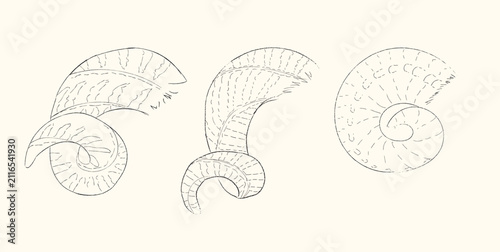 Hand Drawn Curled Horn Set Vector Illustration