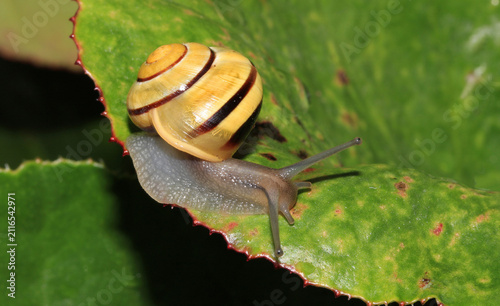 Konstfotografi Garten-Bänderschnecke, Hainschnecke