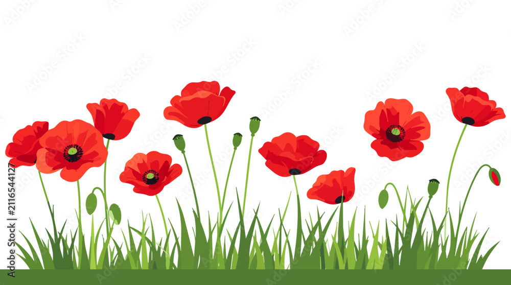 Obraz premium Red Poppy Flowers in Grass
