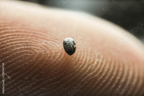 фотографія Single chia seed on a fingertip showing its small size