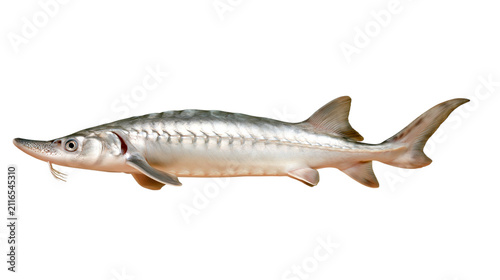 Sturgeon fish profile showing scale details isolated on transparent background PNG element