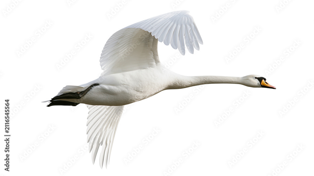 Obraz premium Swan flying midair isolated on transparent background PNG element