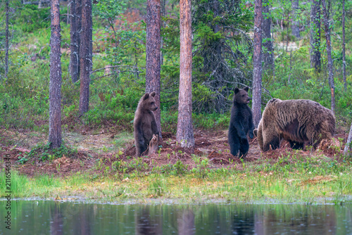 Wild brown bear female with cubs (Ursus arctos) in Finland - selective focus
