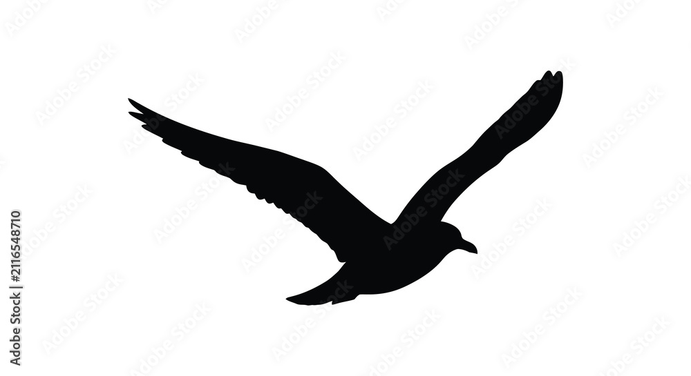 Fototapeta premium Soaring seagull in flight black silhouette against a white background silhouette