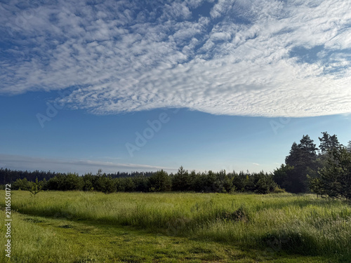 Konstfotografi Scenic summer landscape with a green meadow and pine forest under a blue sky filled with beautiful cirrocumulus clouds