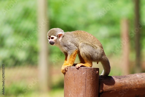 Photography Wild squirrel monkey resting in its natural habitat.