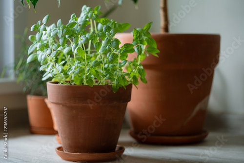 Obraz na plátně Young basil plants thriving in a terra cotta pot, placed on a light wooden count