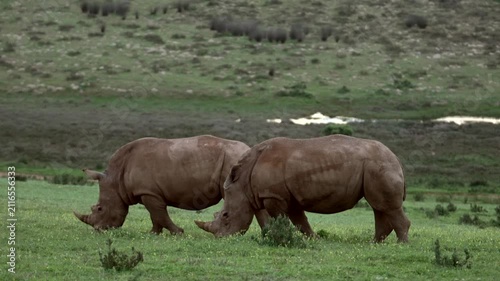 two southern white rhinoceroses (Ceratotherium simum simum) grazing peacefully on an open grassland during the evening in a private game reserve in South Africa.